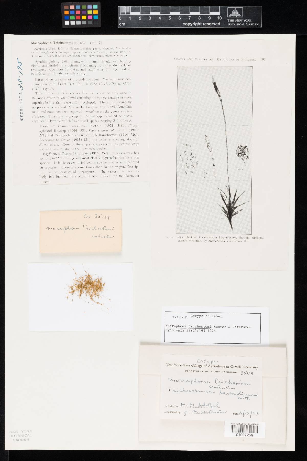 Macrophoma trichostomi image