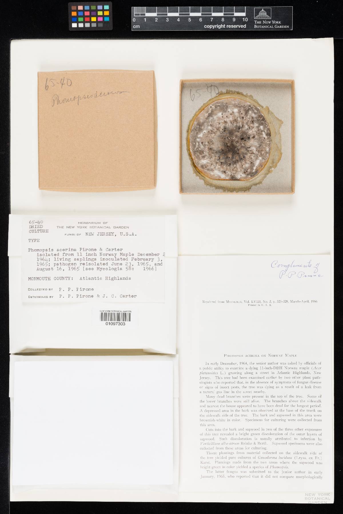 Phomopsis acerina image