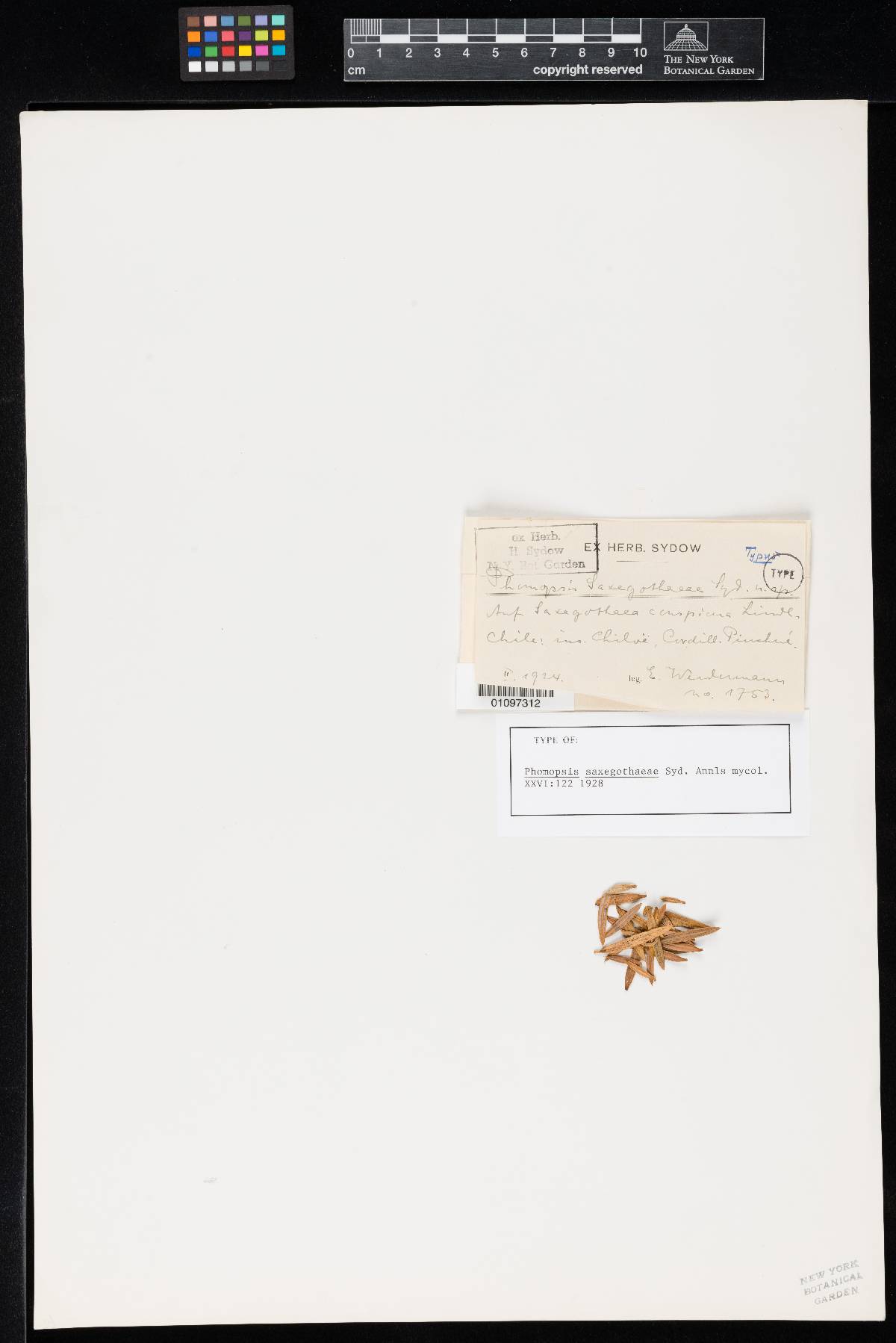 Phomopsis image