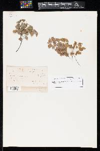 Phyllosticta adianticola image