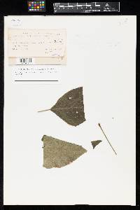 Phyllosticta araliana image