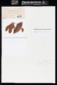 Phyllosticta sassafras image