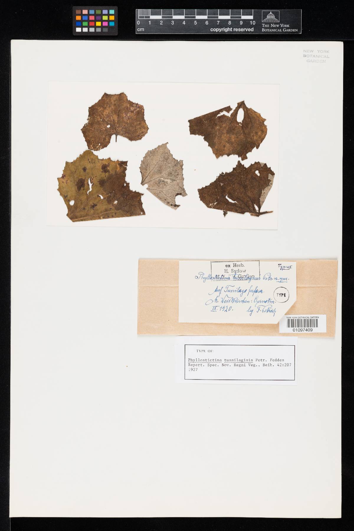 Phyllostictina tussilaginis image