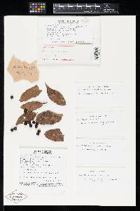 Plenotrichaius densus image