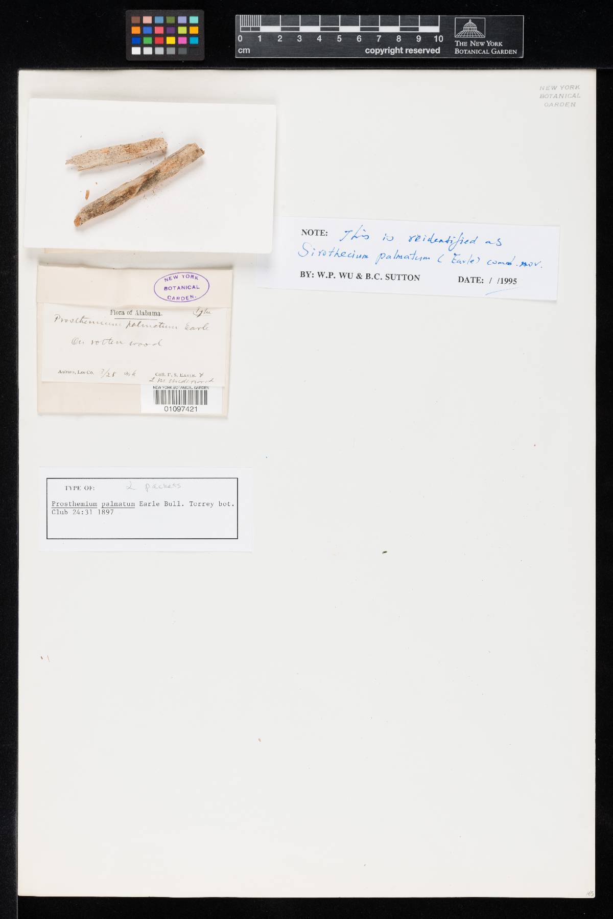 Prosthemium image