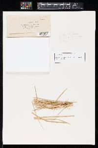 Septoria calamovilfae image