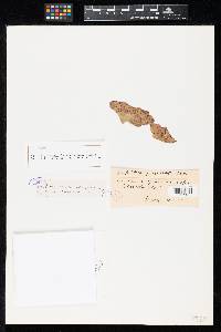 Septoria quercicola var. cinerea image