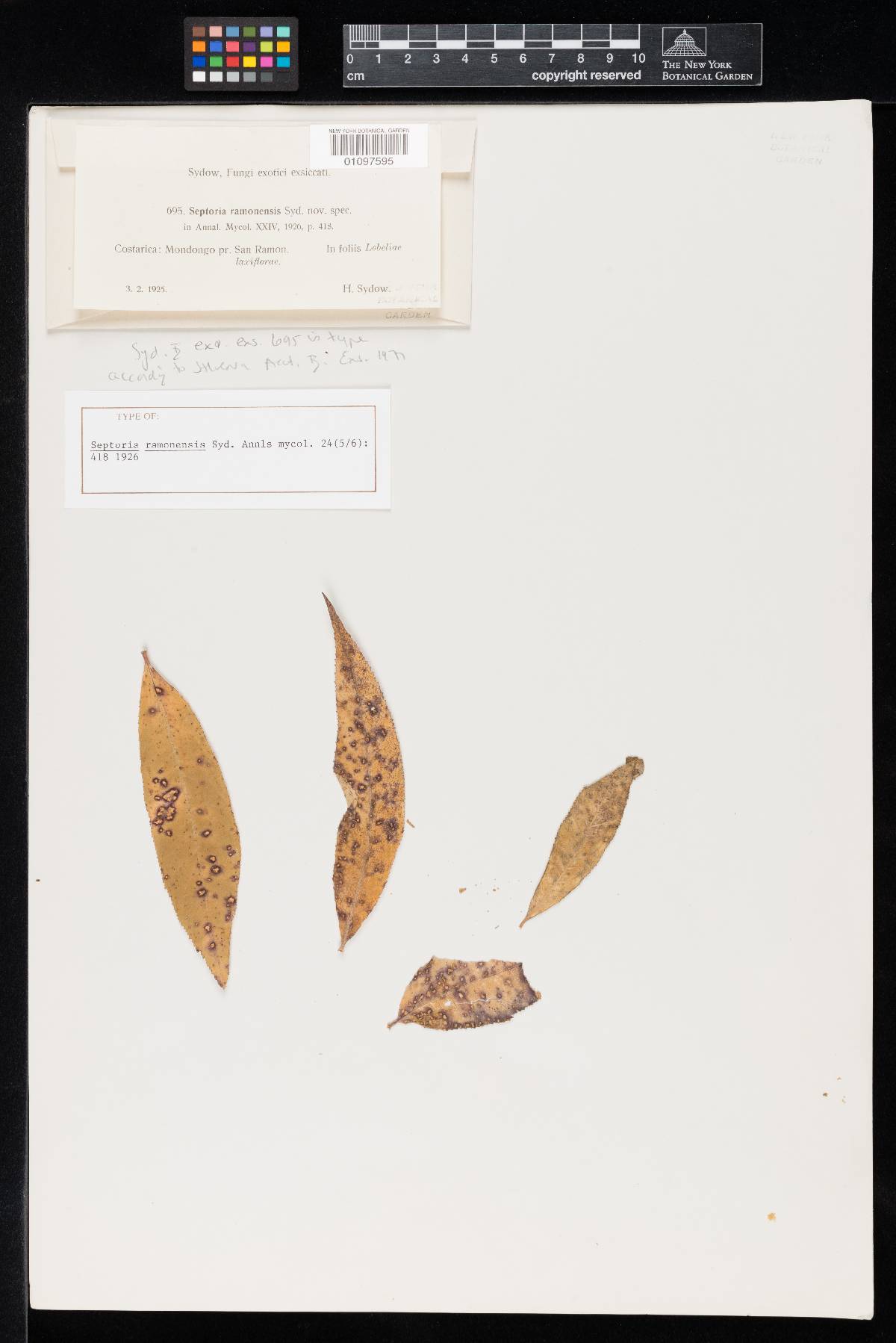 Septoria ramonensis image