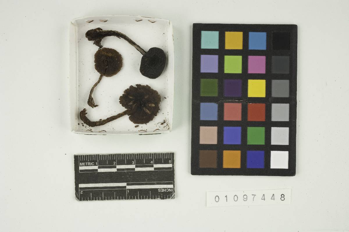 Cortinarius leiocastaneus image