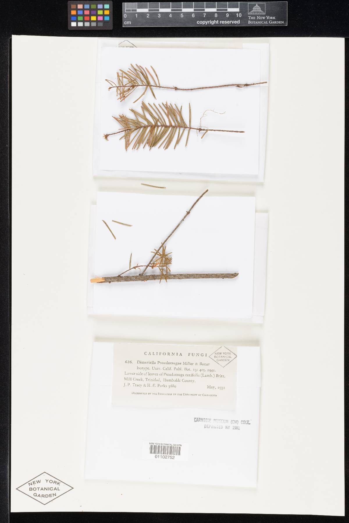 Rasutoria pseudotsugae image