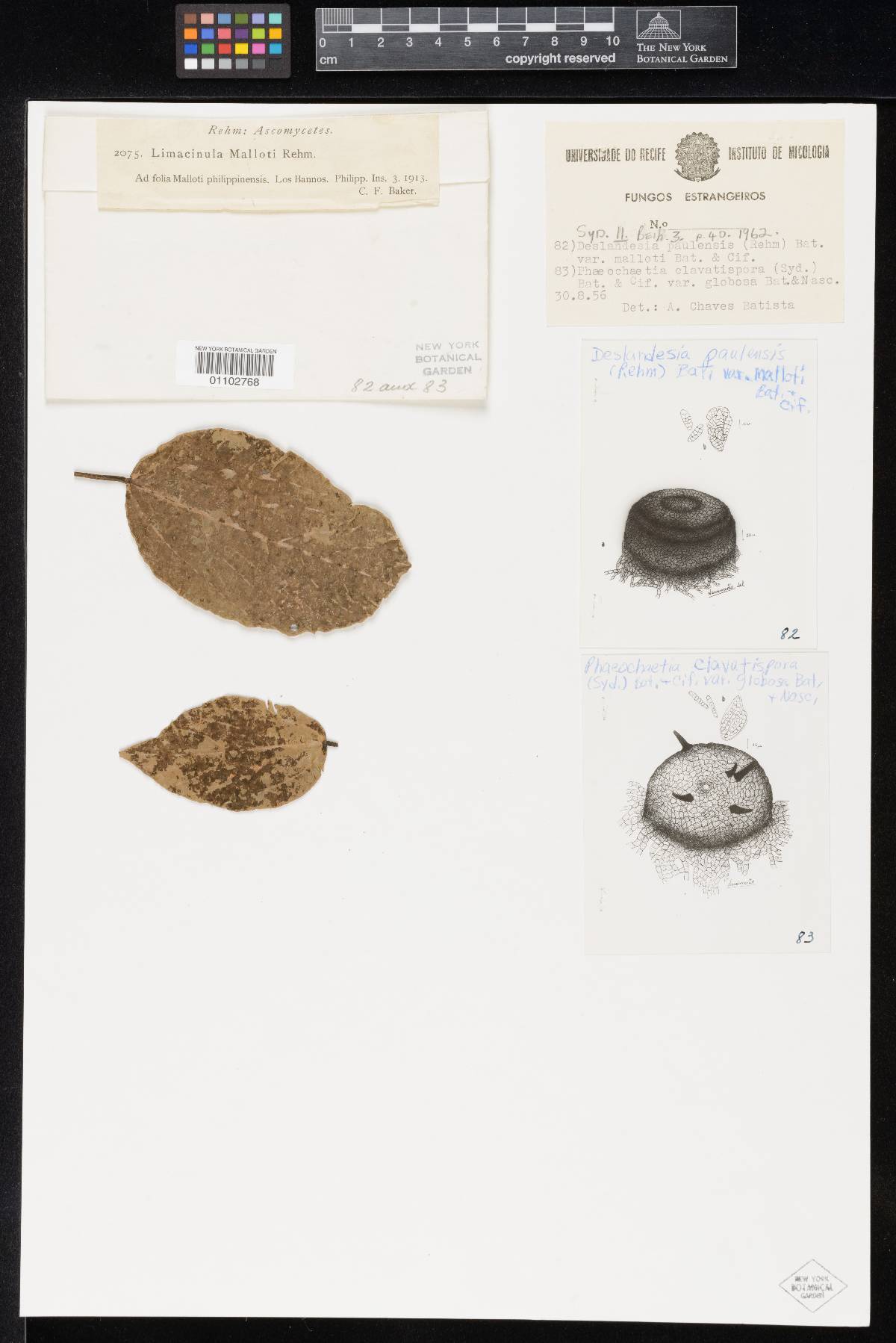 Limacinula malloti image