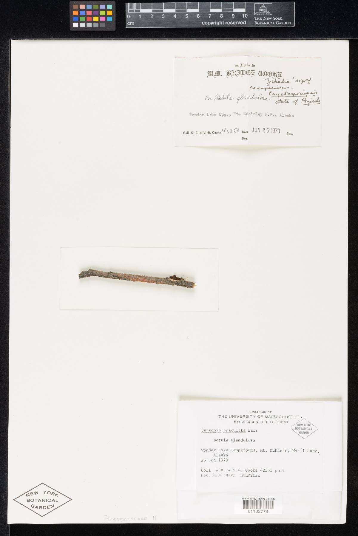 Capronia apiculata image