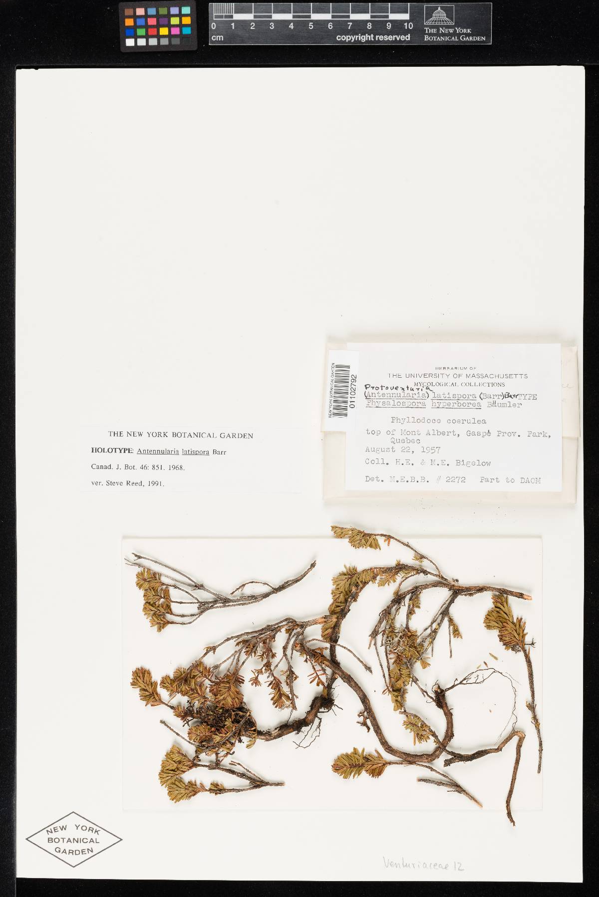 Antennularia latispora image