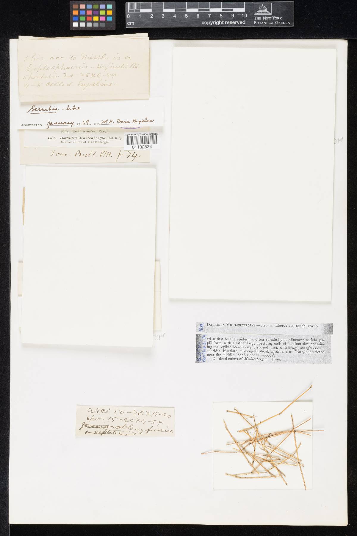 Phyllachora muhlenbergiae image