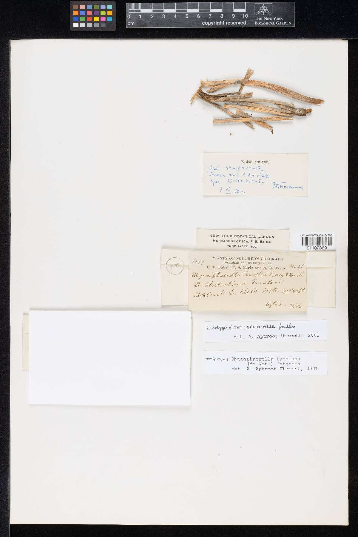 Mycosphaerella fendleri image