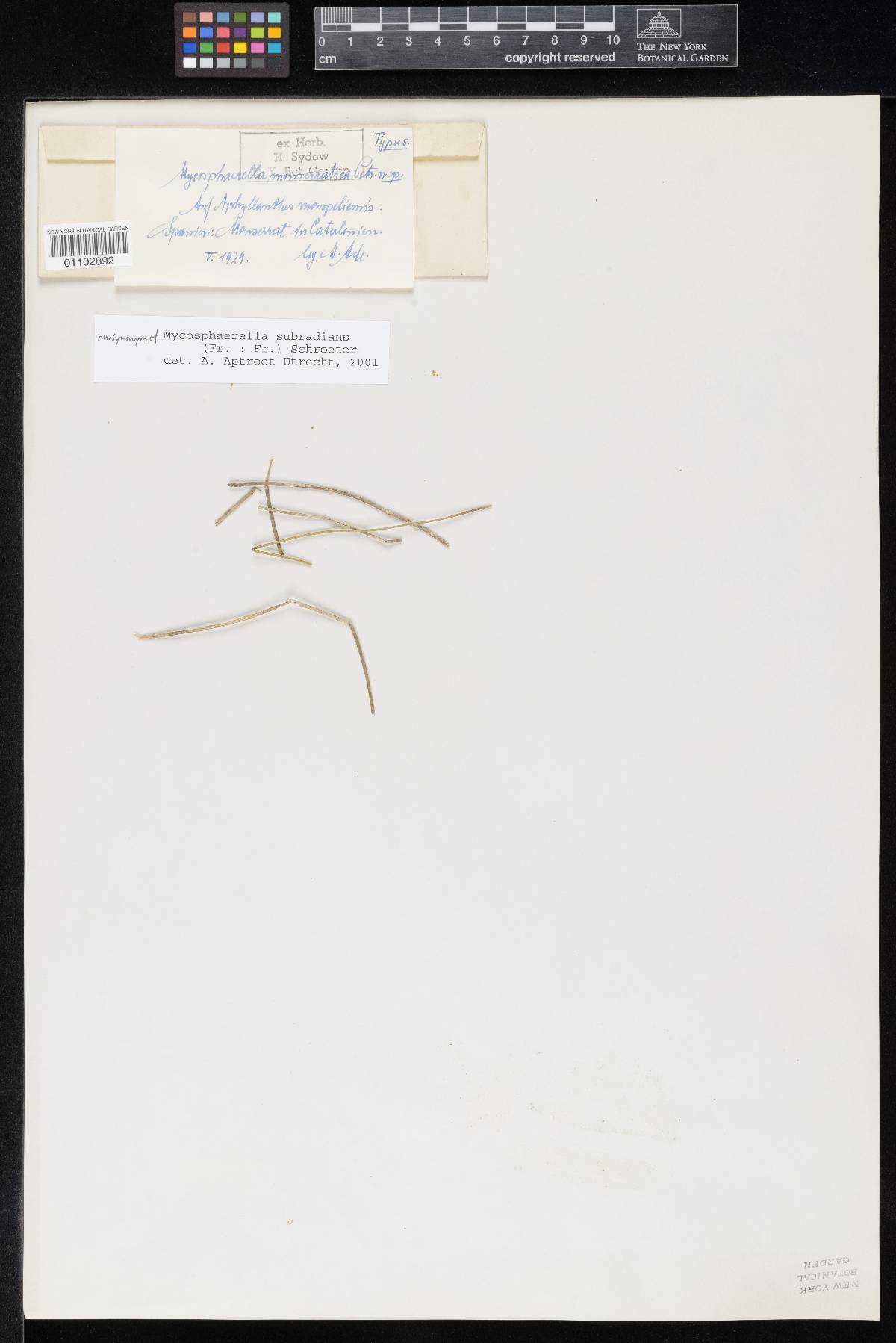 Mycosphaerella monserratica image