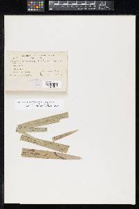 Mycosphaerella palmae image