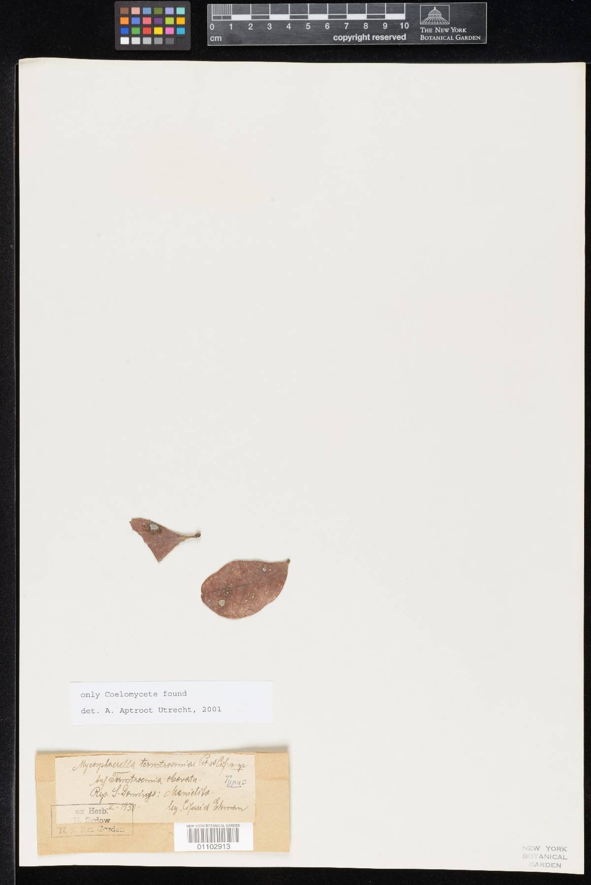 Mycosphaerella ternstroemiae image