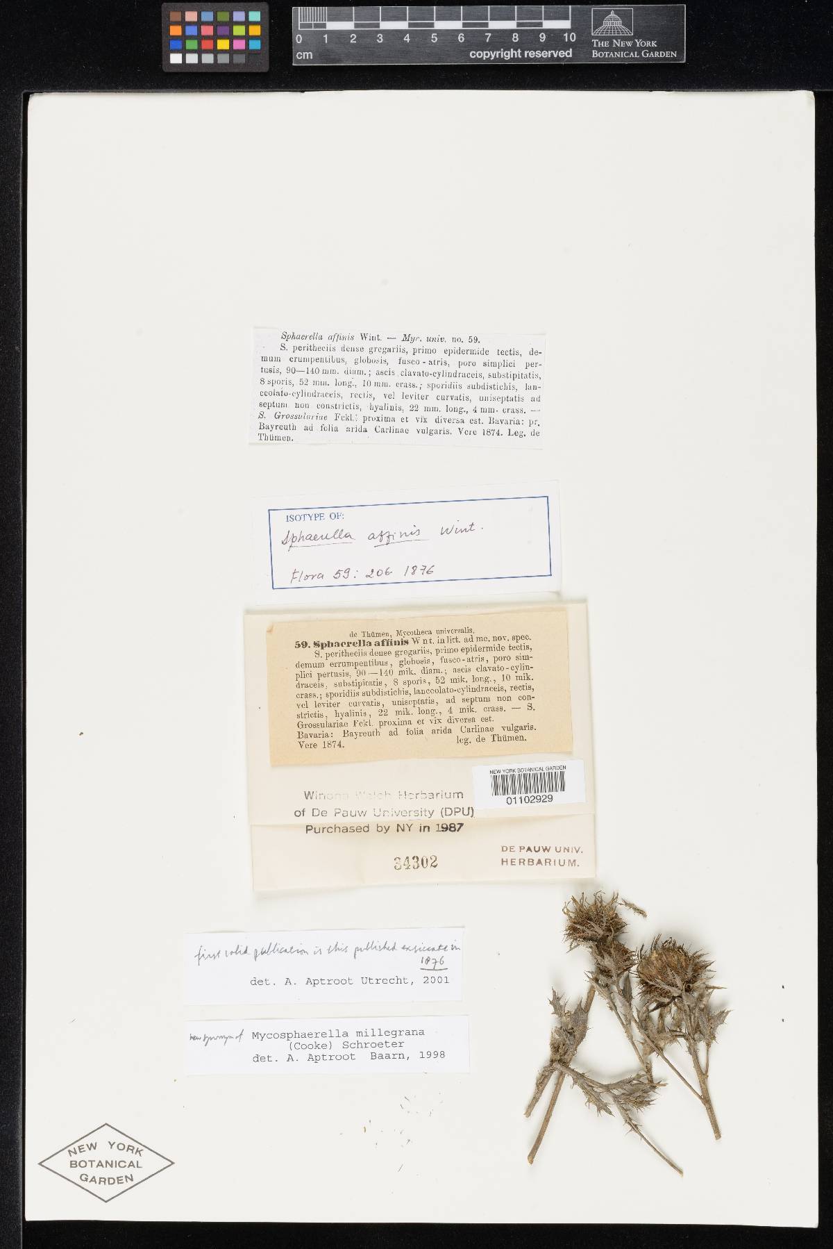 Sphaerella affinis image