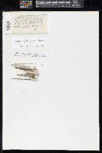 Sphaerella aliena image