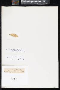Sphaerella brionnensis image