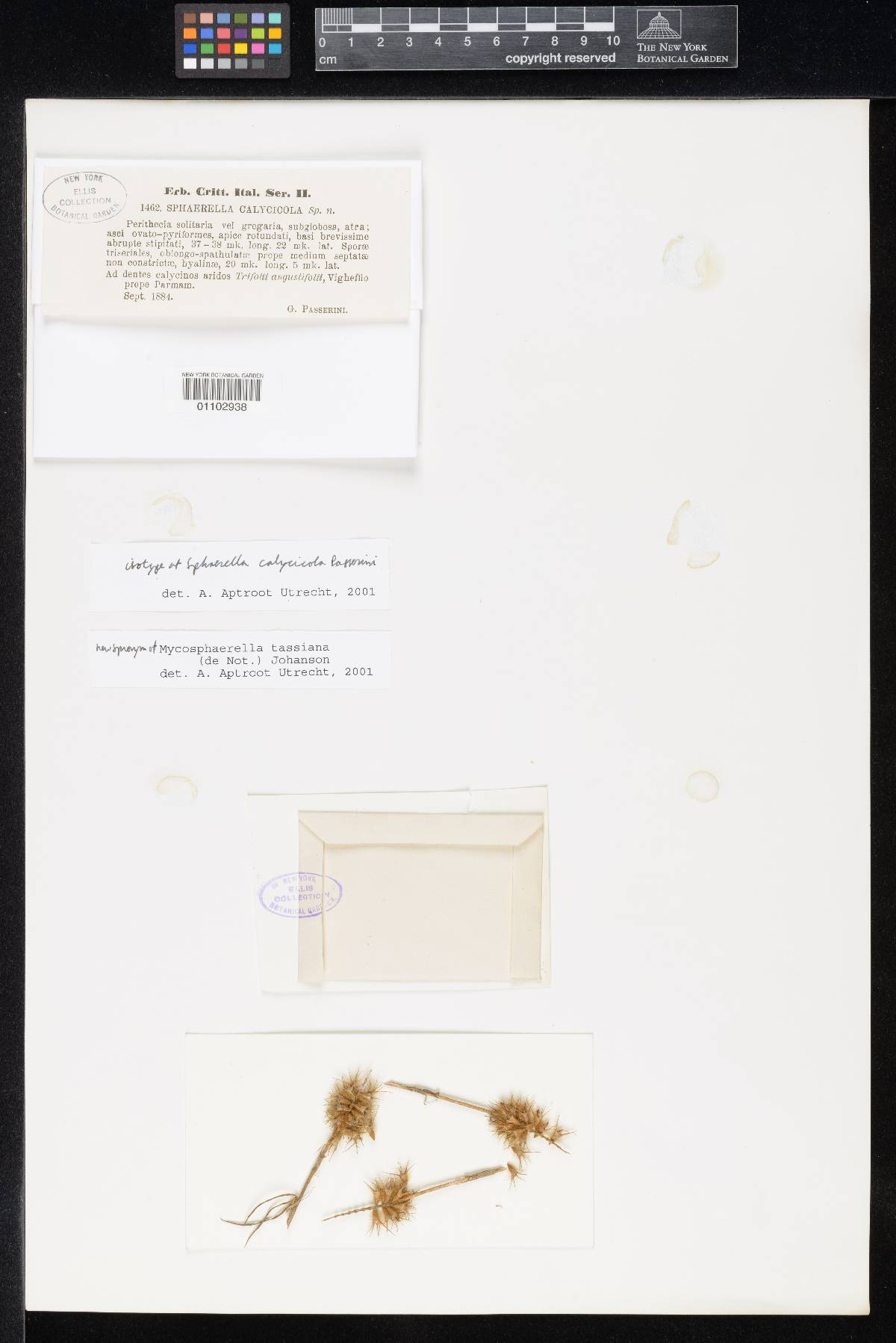 Sphaerella calycicola image