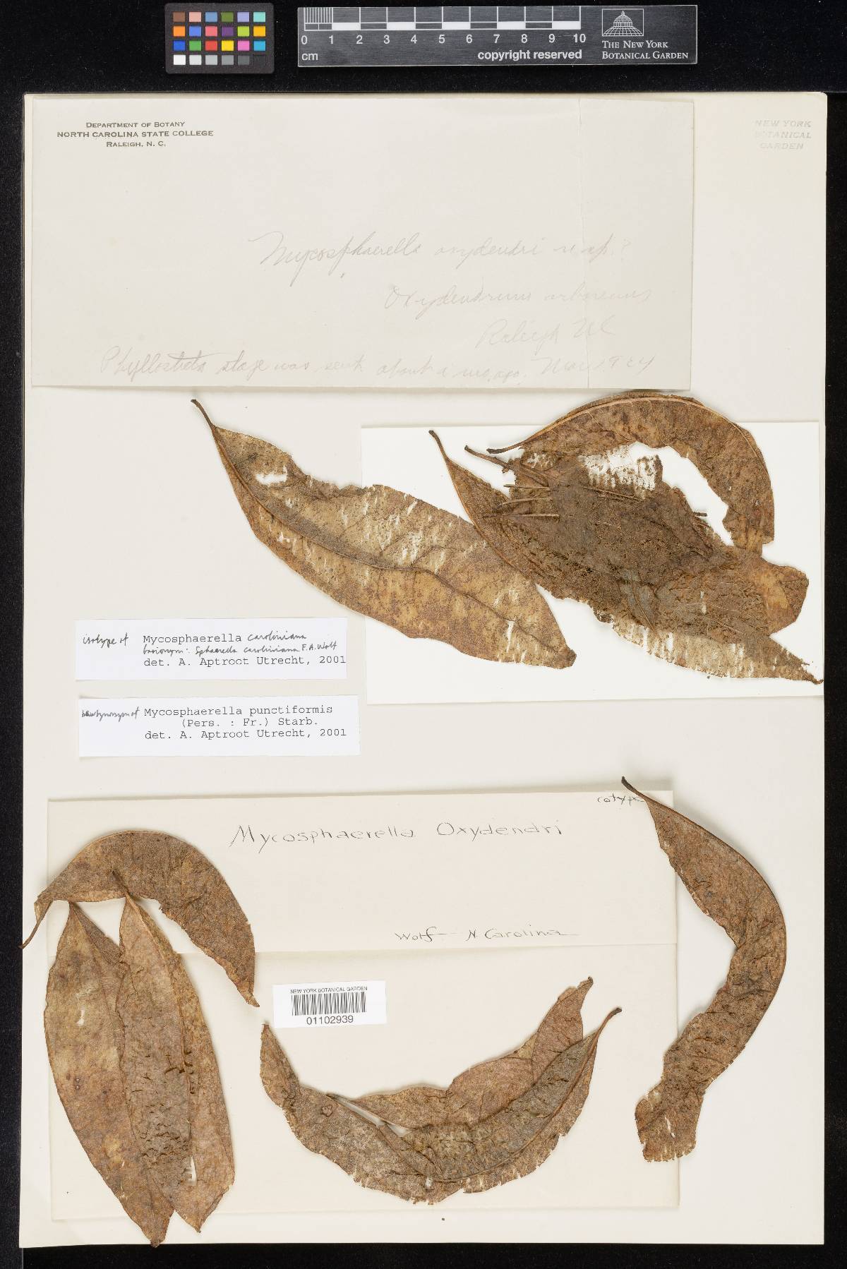 Mycosphaerella caroliniana image