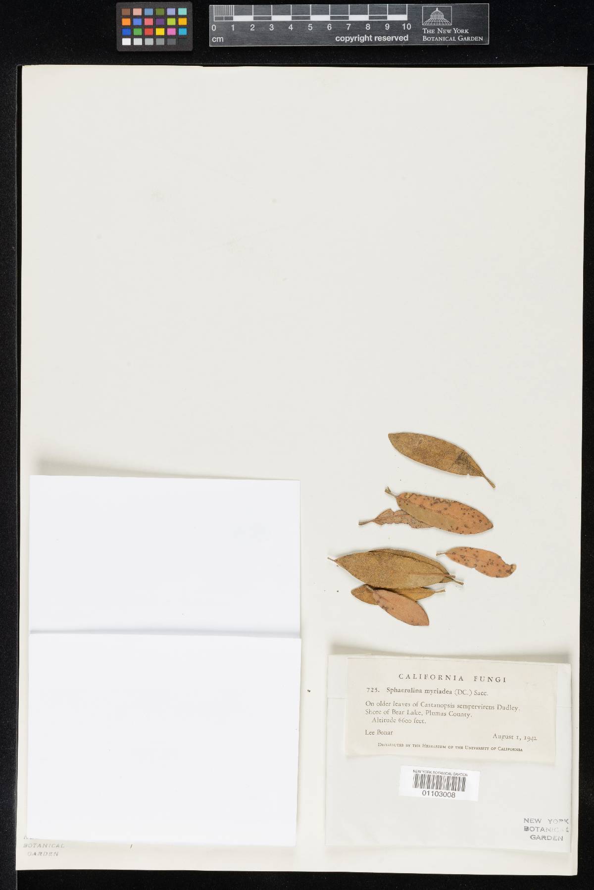 Sphaerulina bonariana image