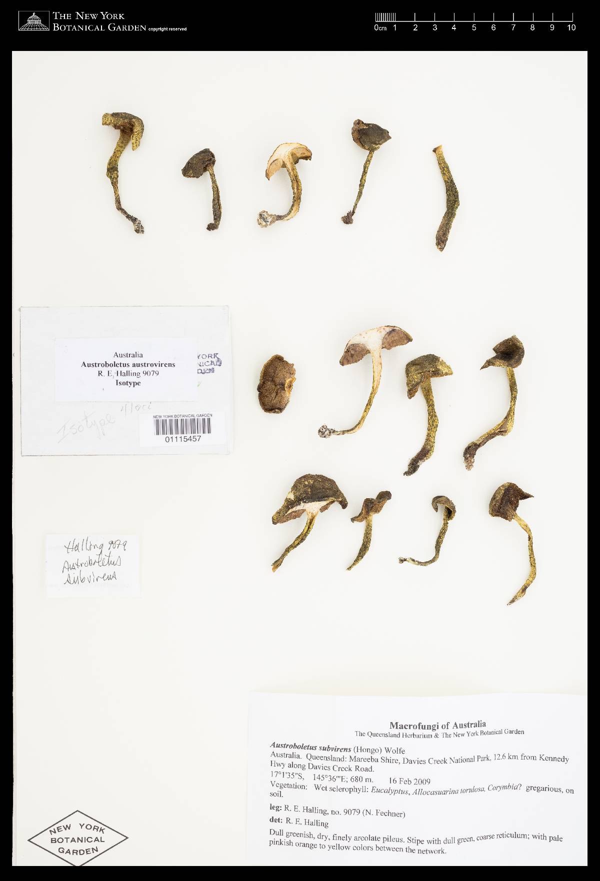 Austroboletus austrovirens image