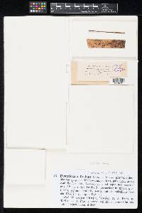 Pestalotia foedans image