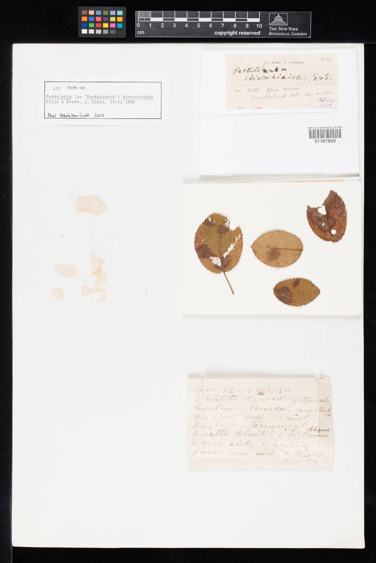 Seimatosporium discosioides image