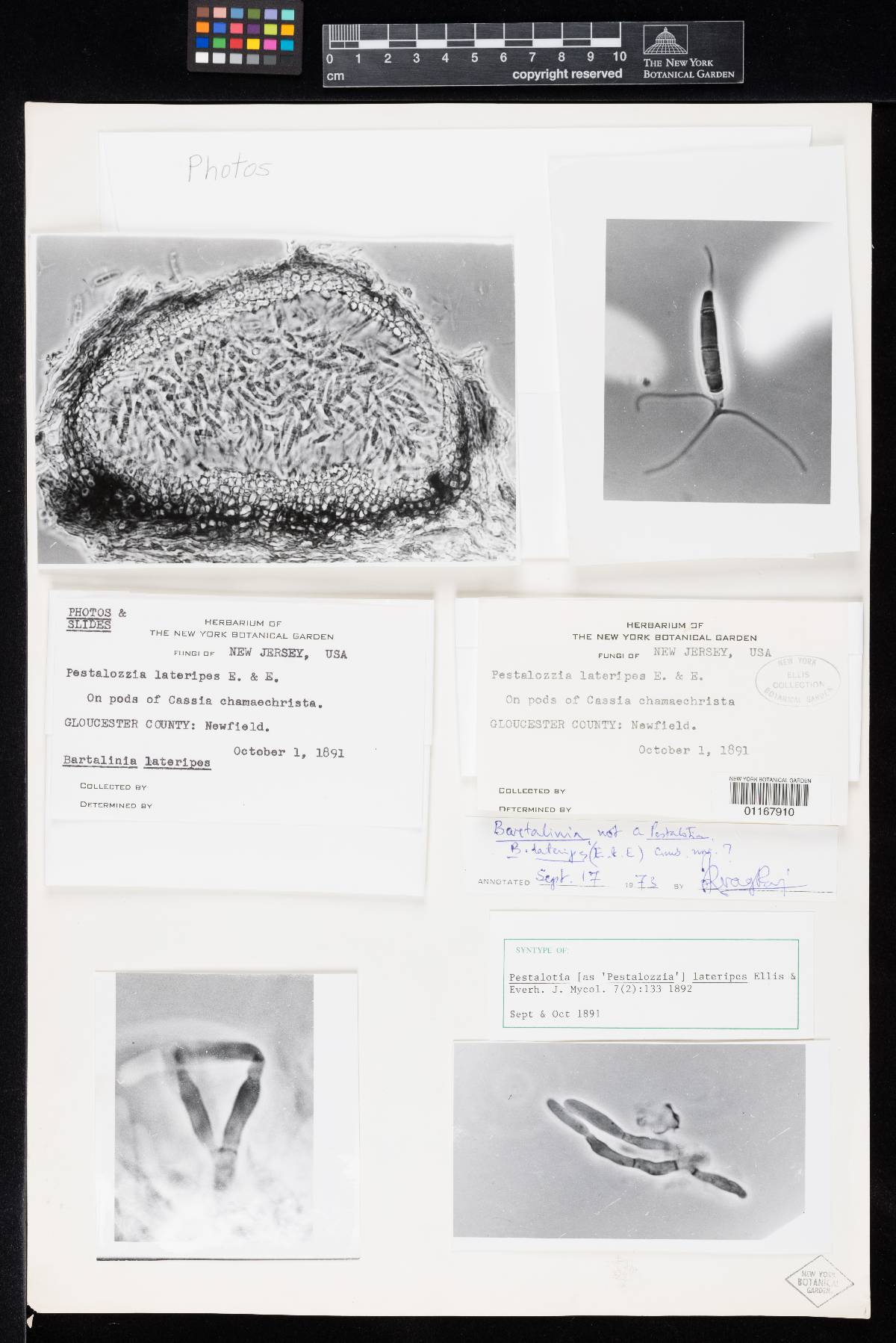 Pestalotia lateripes image