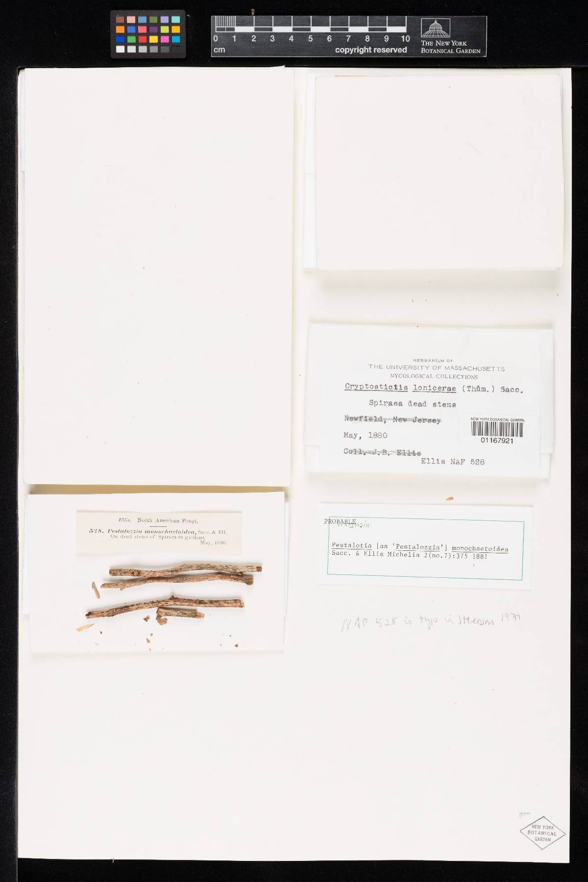 Pestalotia monochaetoidea image