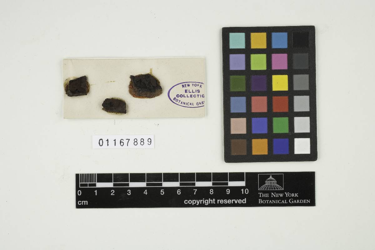 Hypoxylon murcidum image