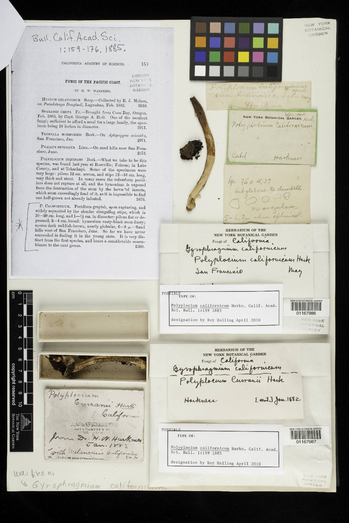 Polyplocium californicum image