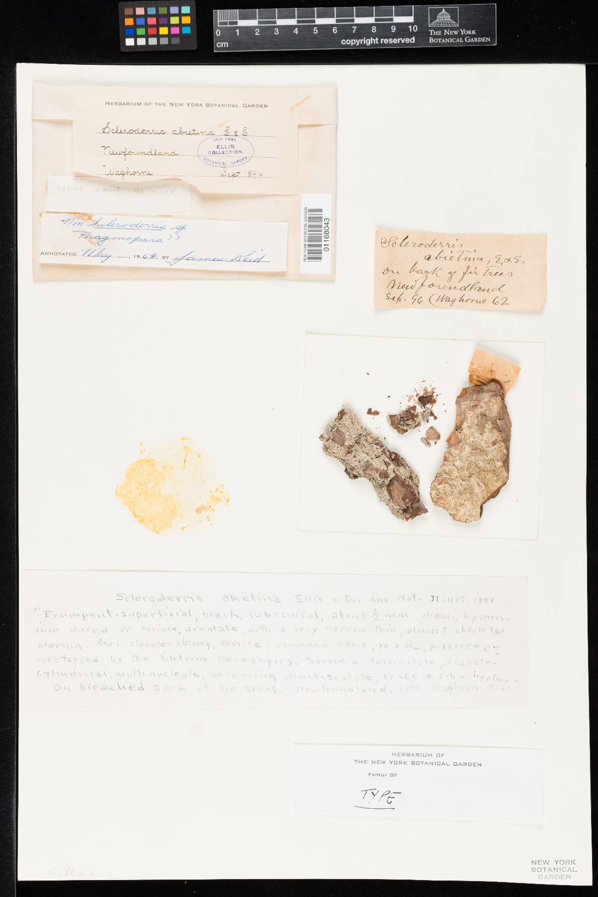 Gremmeniella abietina image