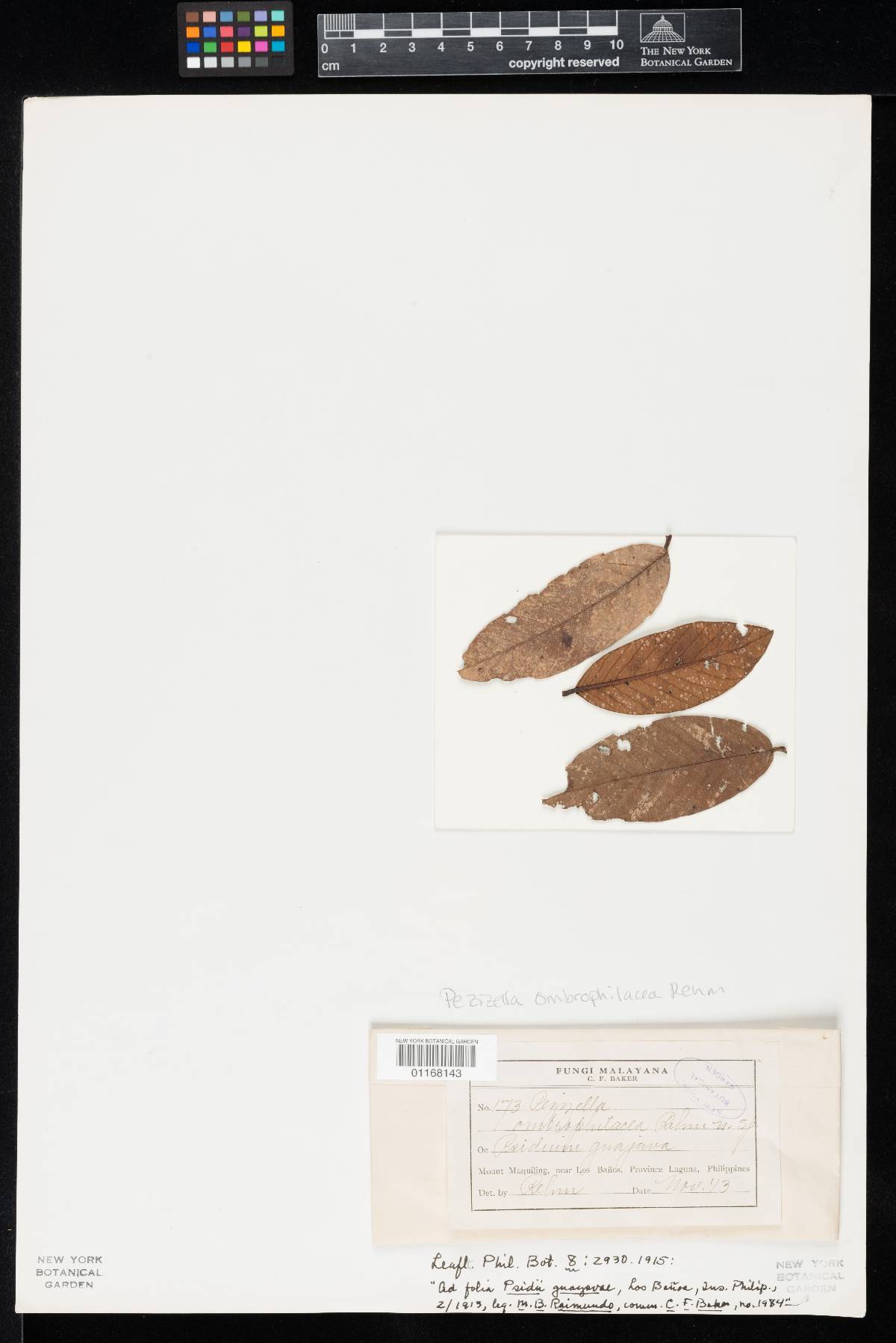 Pezizella ombrophilacea image