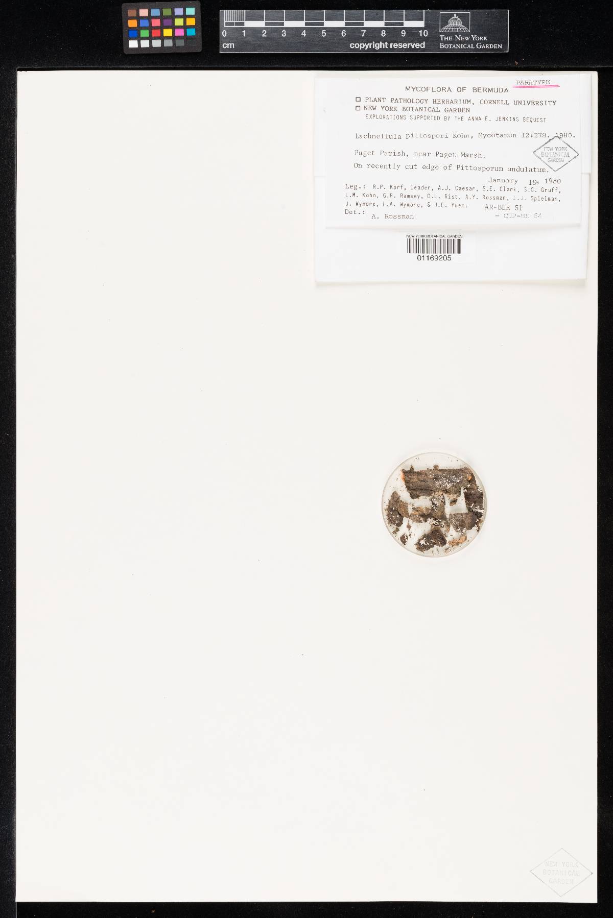 Lachnellula pittospori image