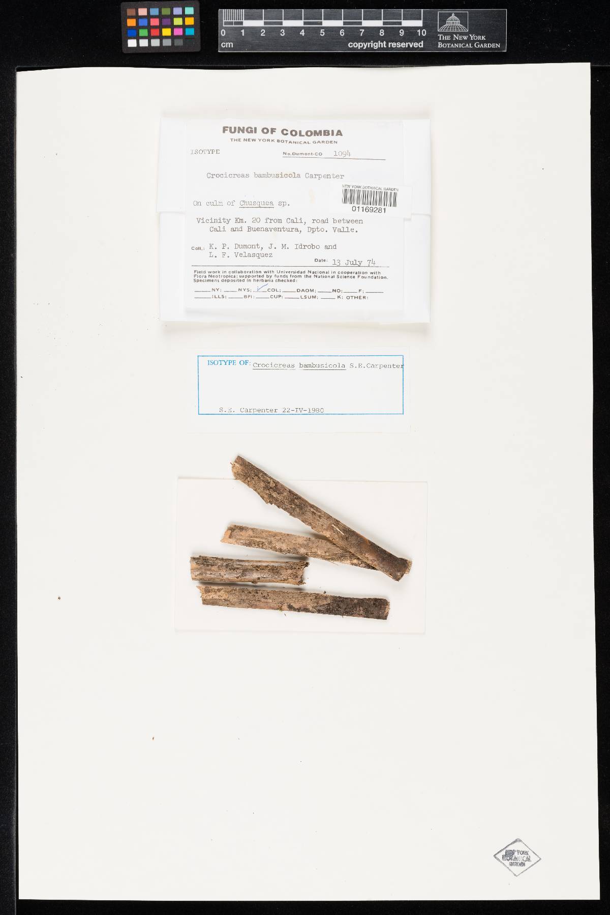 Crocicreas bambusicola image