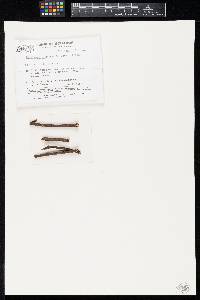 Crocicreas bisetosum image
