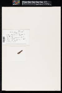 Discinella washingtonensis image