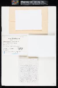 Ombrophila kriegeriana image
