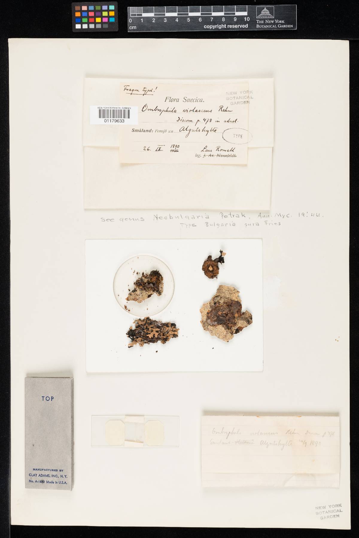 Ombrophila violascens image