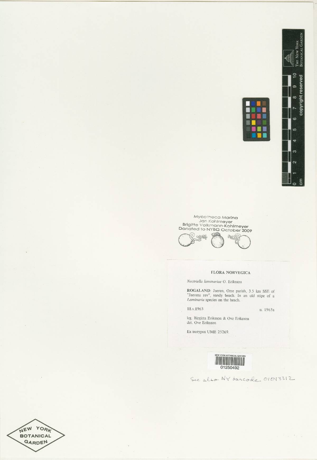 Nectriella laminariae image
