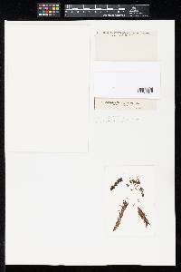 Pestalotia cryptomeriae image