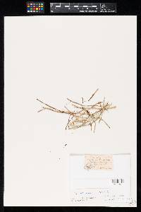 Monodidymaria canadensis image