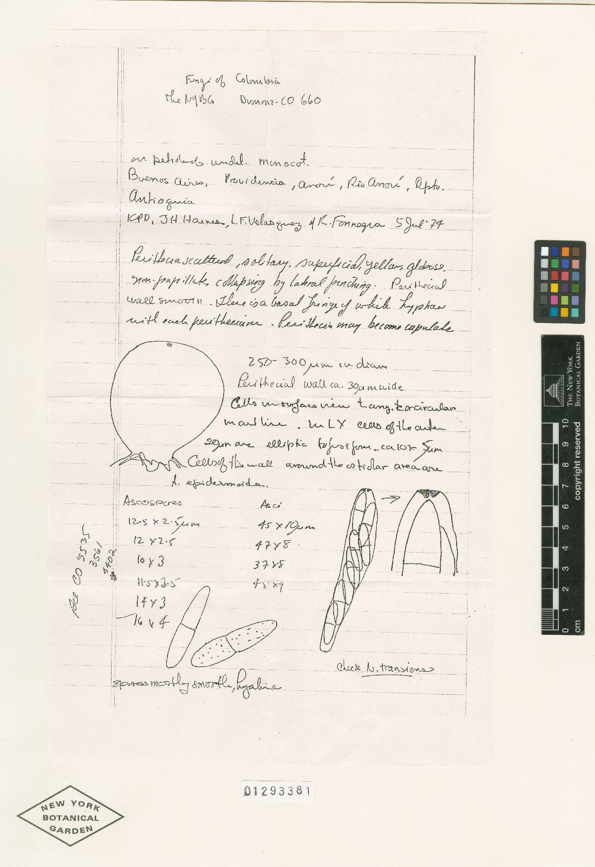 Bionectria sesquicillii image