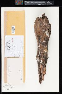 Aigialus parvus image
