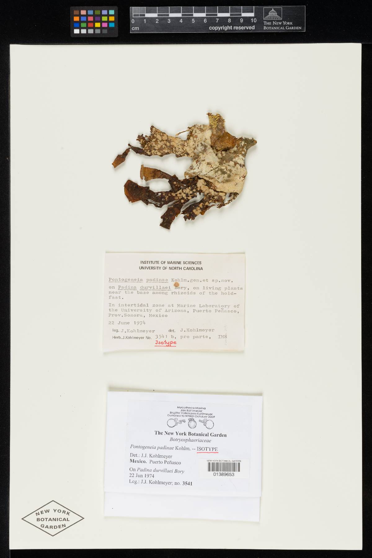 Pontogeneia padinae image
