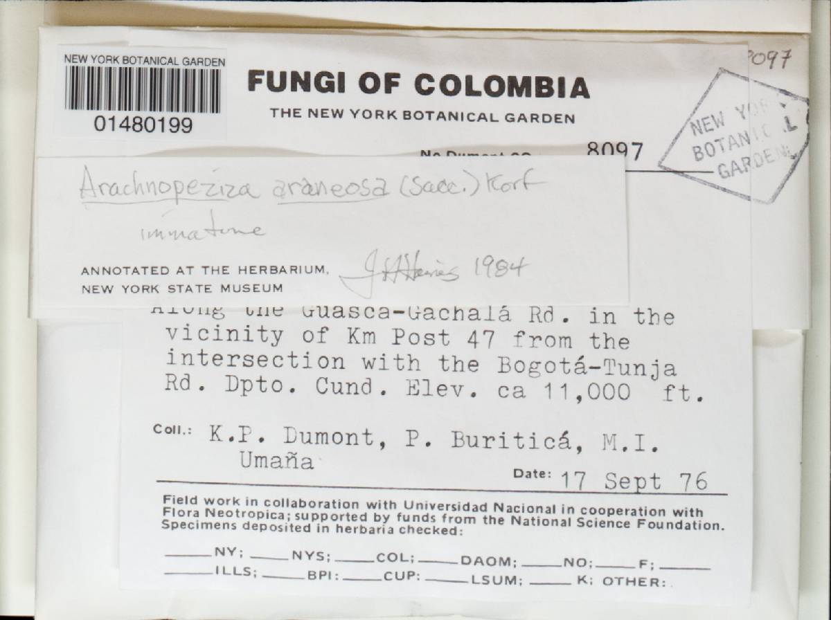 Arachnopeziza araneosa image